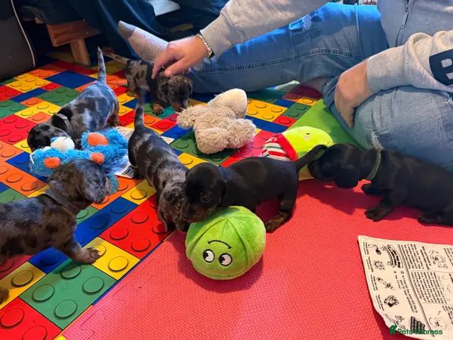 Miniature Dachshund dogs for sale: KC Mini Dachshund Silver Dapple Brindle Puppies - Advert 1