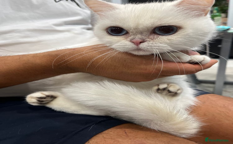 British Shorthair cats - Advert 15