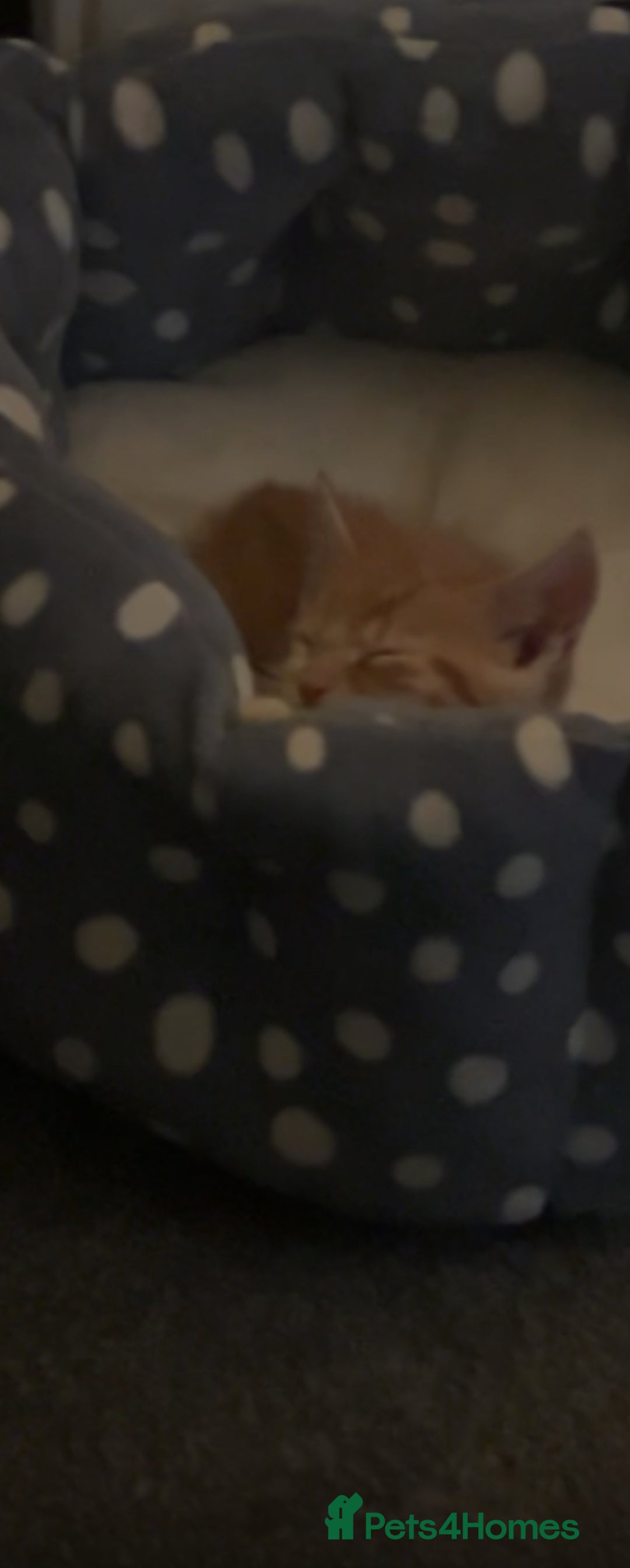 Mixed Breed cats for sale: Playful 9-Week-Old Ginger Boy Fendi Seeking Home - Advert 4