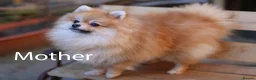 Pomeranian dogs for sale: KC registered pomeranian puppies - 4 girls  - Advert 4