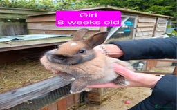 Netherland Dwarf rabbits for sale: Netherlands dwarf rabbits  - Advert 10