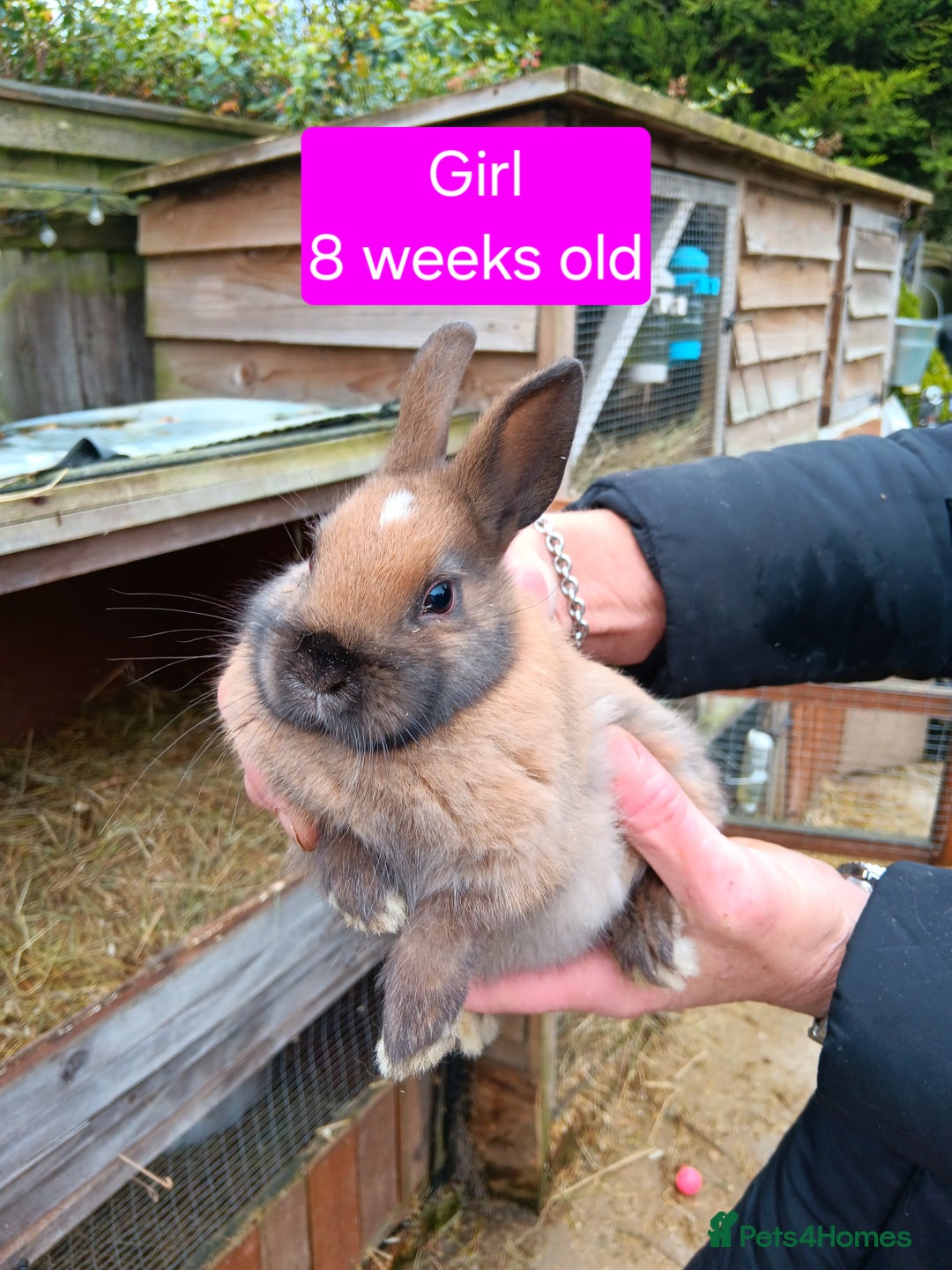 Netherland Dwarf rabbits for sale: Netherlands dwarf rabbits  - Advert 10