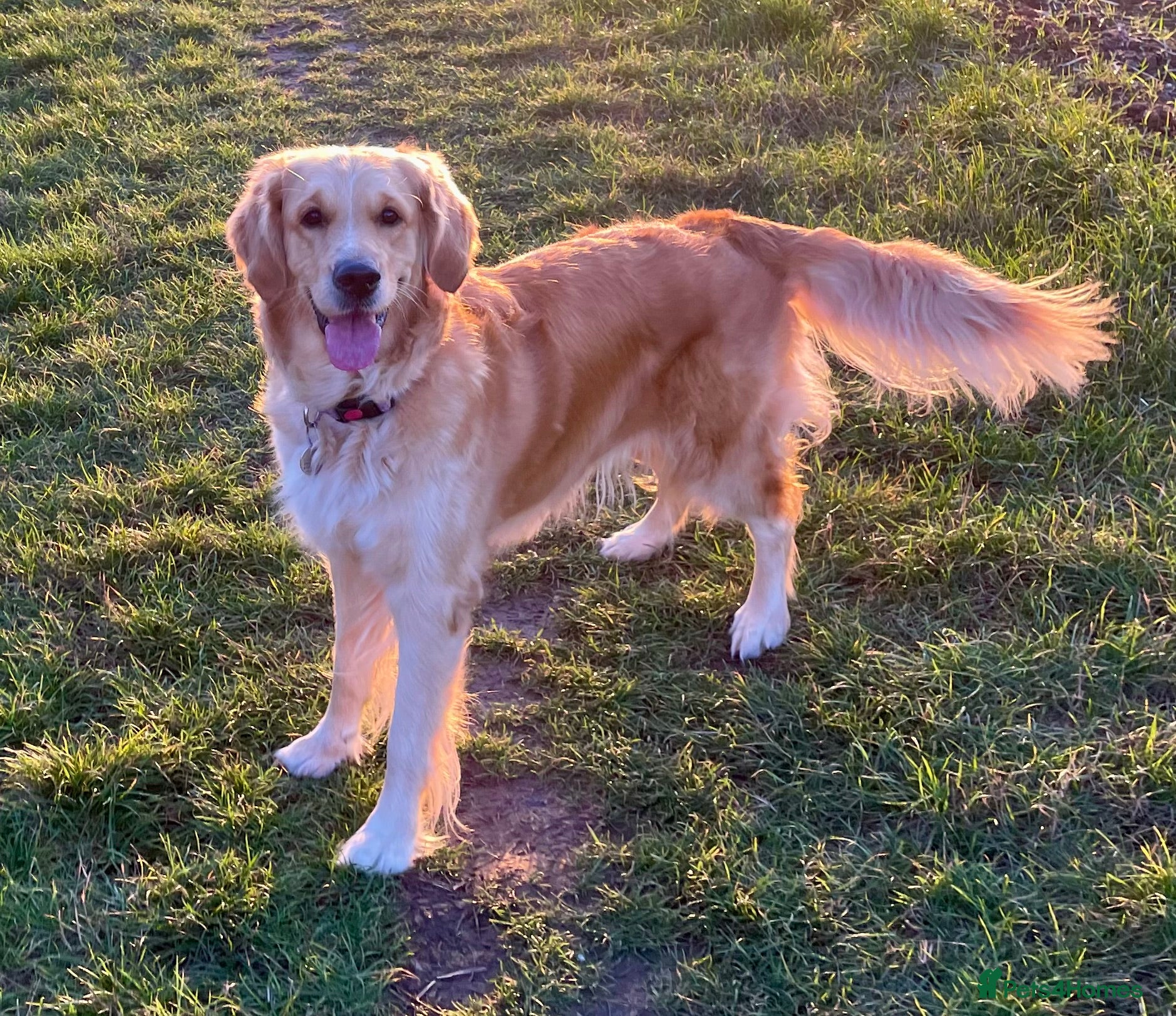 Golden Retriever dogs Golden Retriever Puppies – Milton Keynes - Advert 2