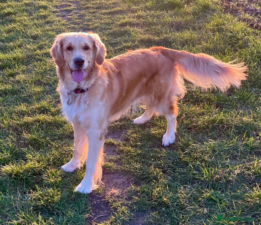 Golden Retriever dogs for sale: Golden Retriever Puppies – Milton Keynes - Advert 1