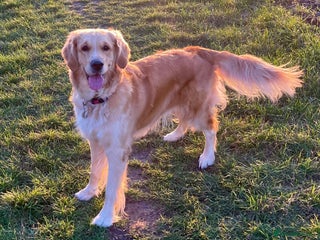 Golden Retriever dogs Golden Retriever Puppies – Milton Keynes - Advert 1