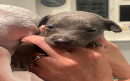 Whippet dogs for sale: Adorable home bred KC whippets - Image 10