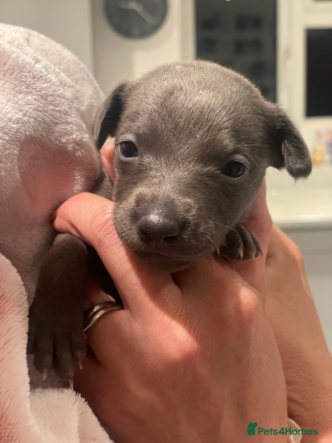 Whippet dogs for sale: Adorable home bred KC whippets - Image 10