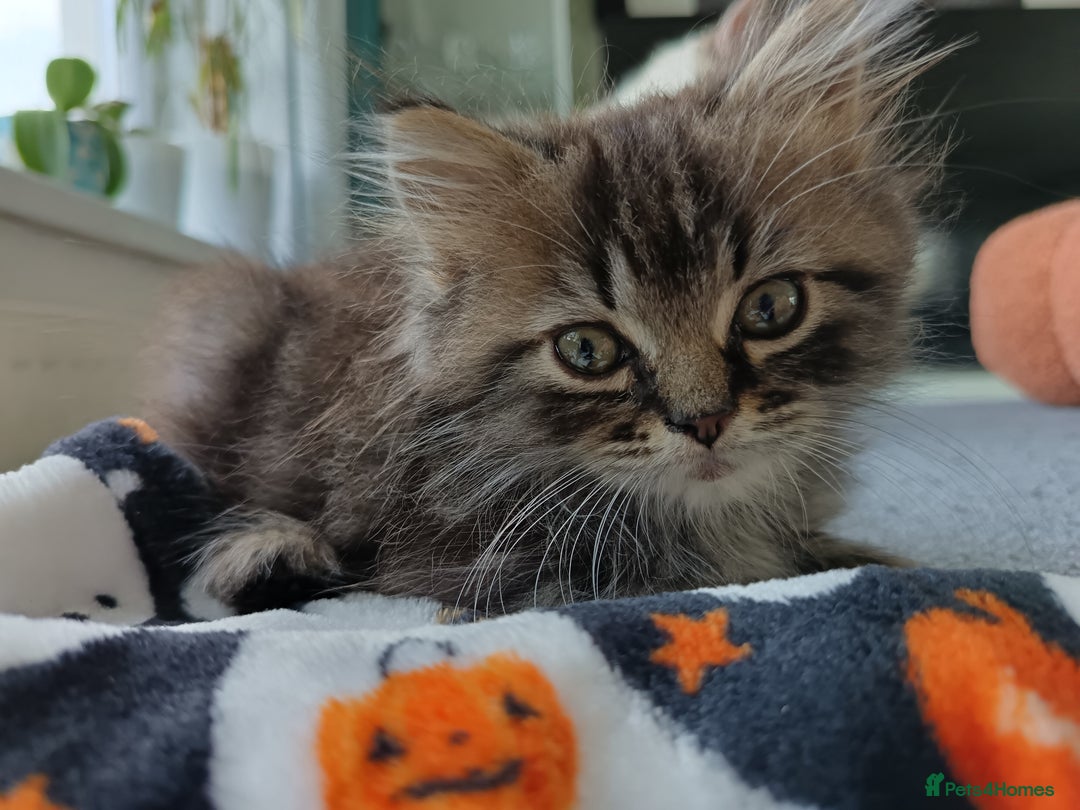 Mixed Breed cats for sale: Persian / Ragdoll boy - Image 2