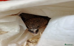 Pygmy Hedgehog rodents for sale: african pygmy hedgehogs - Image 2