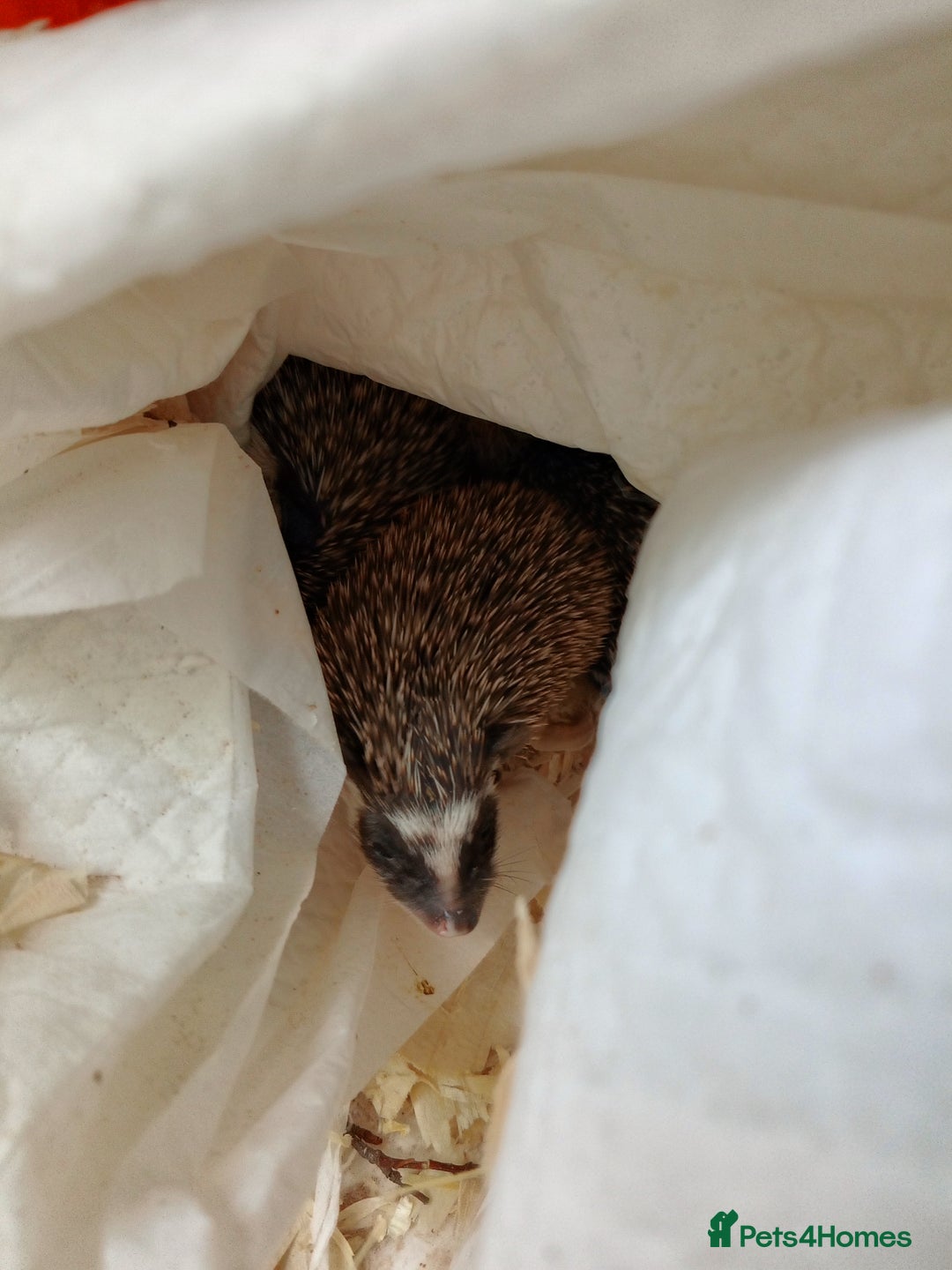 Pygmy Hedgehog rodents for sale: african pygmy hedgehogs - Image 2