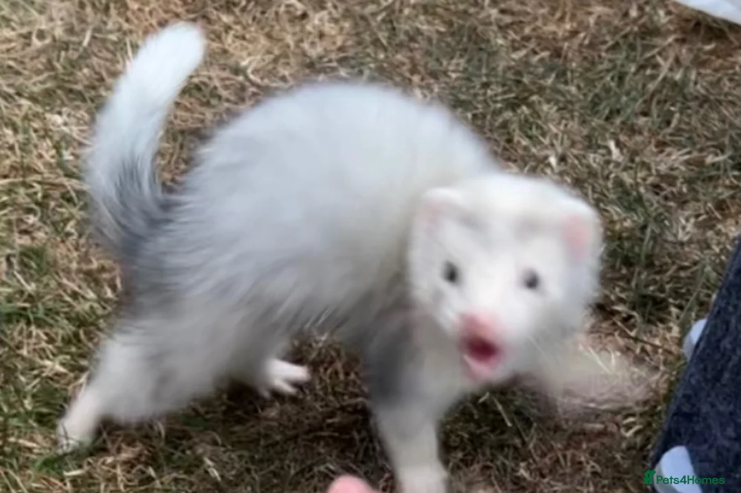 Ferret rodents for sale: Ferrets, 2 Girls 1 Boy (boy albino) in Chatham - Advert 7