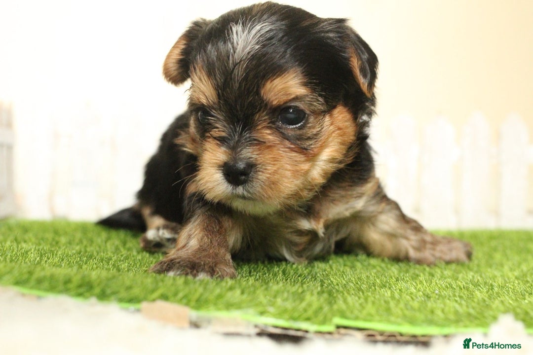 Yorkshire Terrier dogs for sale: Gorgeous Yorkshire puppies  - Image 14
