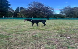 Mixed Breed dogs for sale: 1 year old black female black Labrador mix  - Image 9