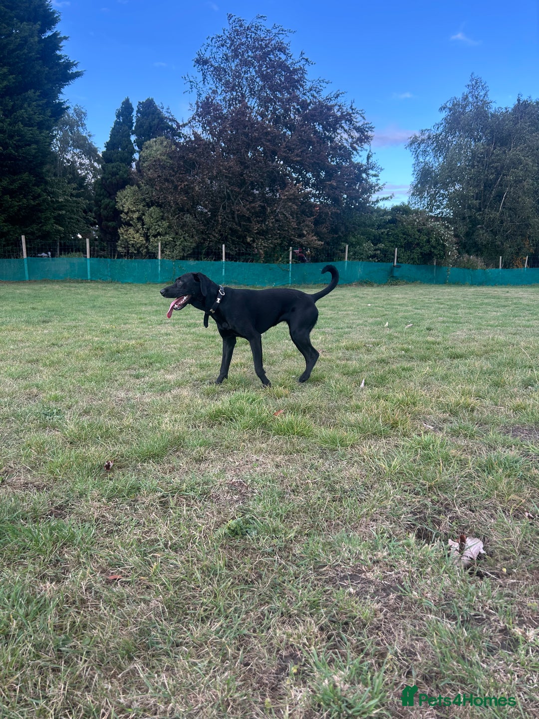 Mixed Breed dogs for sale: 1 year old black female black Labrador mix  - Image 9
