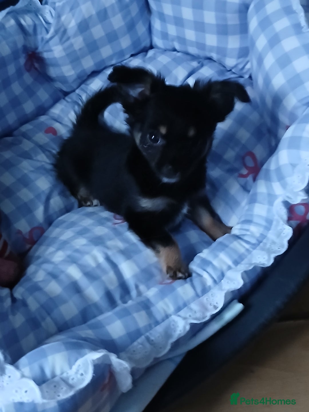 Chihuahua dogs for sale: Rare!! chocolate merle girl and black n tan boy - Advert 5