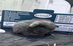 Mini Lop rabbits for sale: 8 beautiful lops  - Image 4