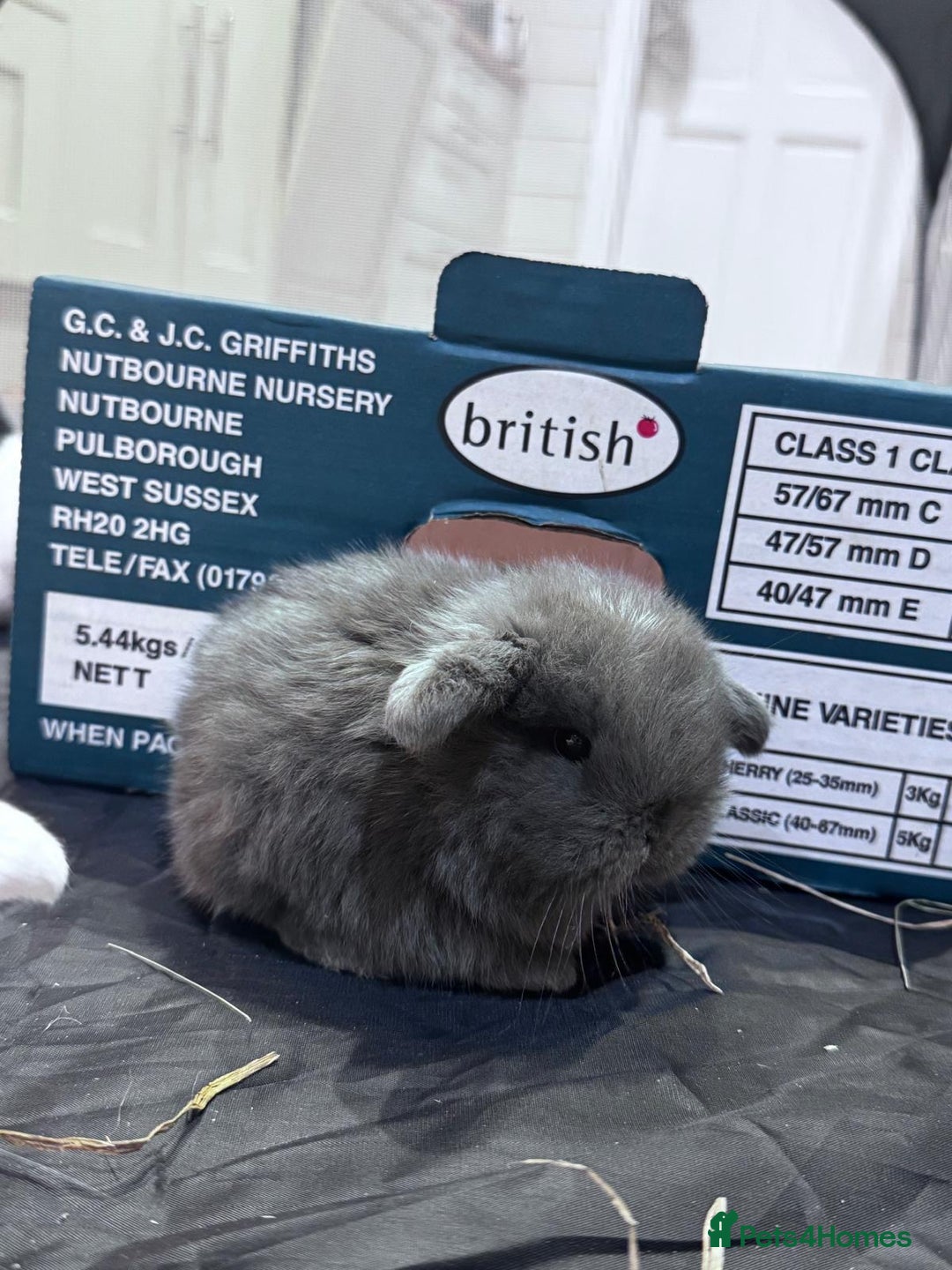 Mini Lop rabbits for sale: 8 beautiful lops  - Image 4