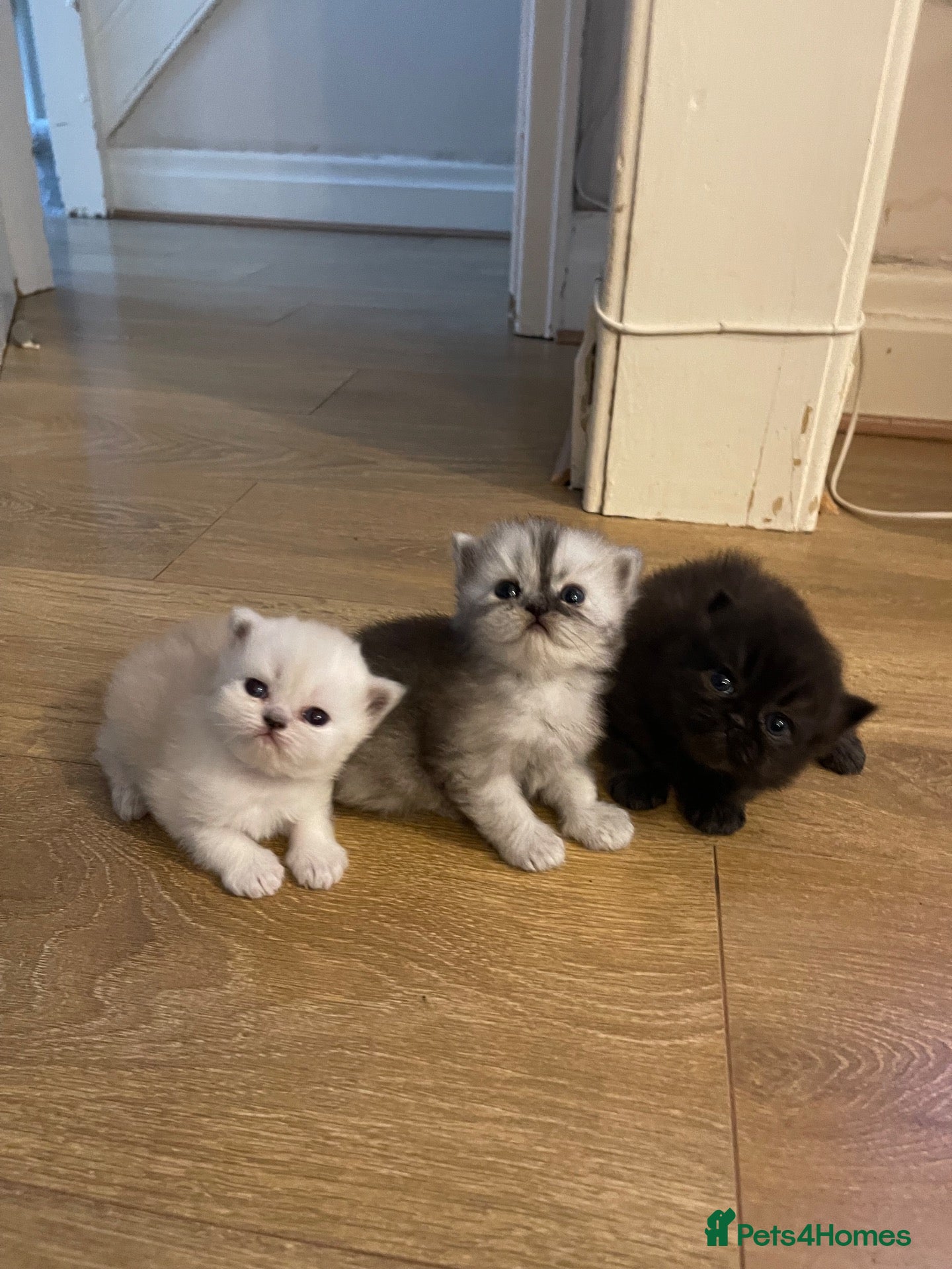 Persian cats for sale: 3 beautiful pure bred Persian kitten - Advert 1