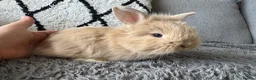 Mixed Breed rabbits for sale: Double maned lion head/ plush bunnies 💕 - Advert 6