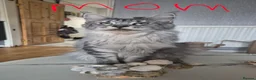 Maine Coon cats for sale: Beautiful Maine coon kitten girls  - Advert 2