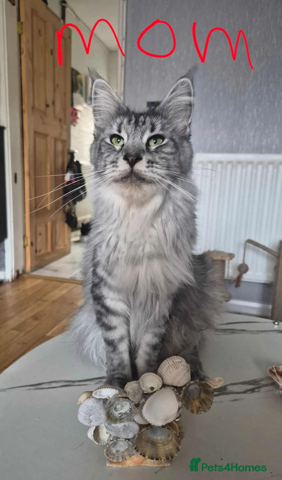 Maine Coon cats for sale: Beautiful Maine coon kitten girls  - Advert 2