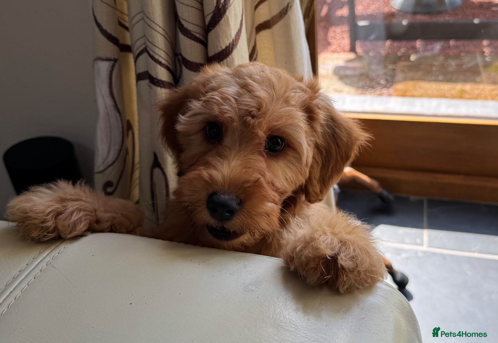 Labradoodle dogs Mini Irishdoodle Ready now! health tested parents  - Advert 6