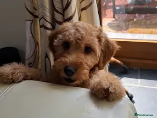 Labradoodle dogs Mini Irishdoodle Ready now! health tested parents - Advert 6