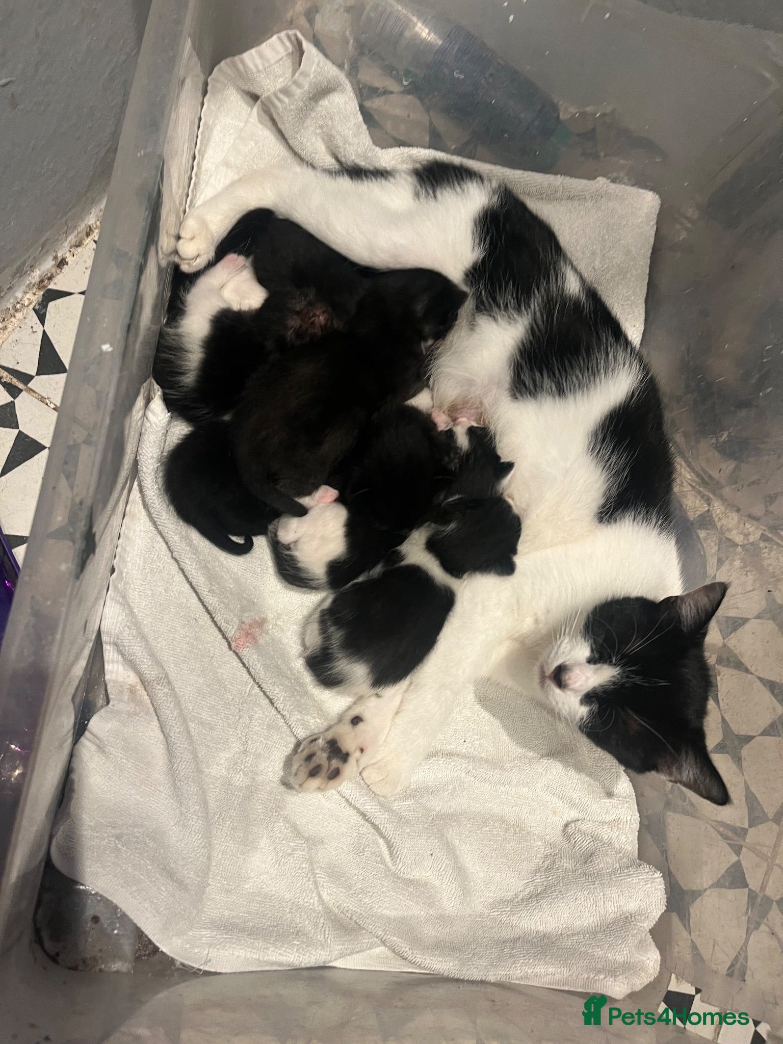 Mixed Breed cats 6 Gorgeous little kittens - Advert 1