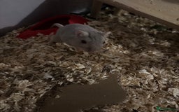 Gerbil rodents for sale: Female gerbils  - Image 1