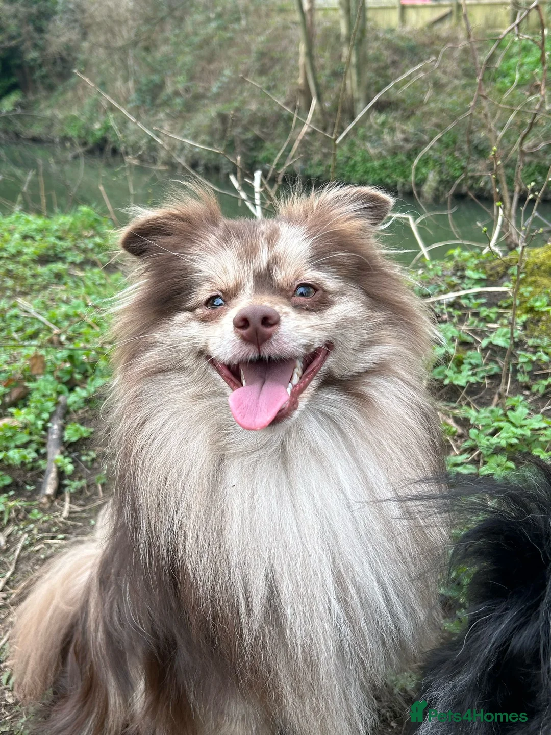 Pomeranian dogs for stud: Rare Merle Pomeranian For Stud Derbyshire in Chesterfield - Advert 4