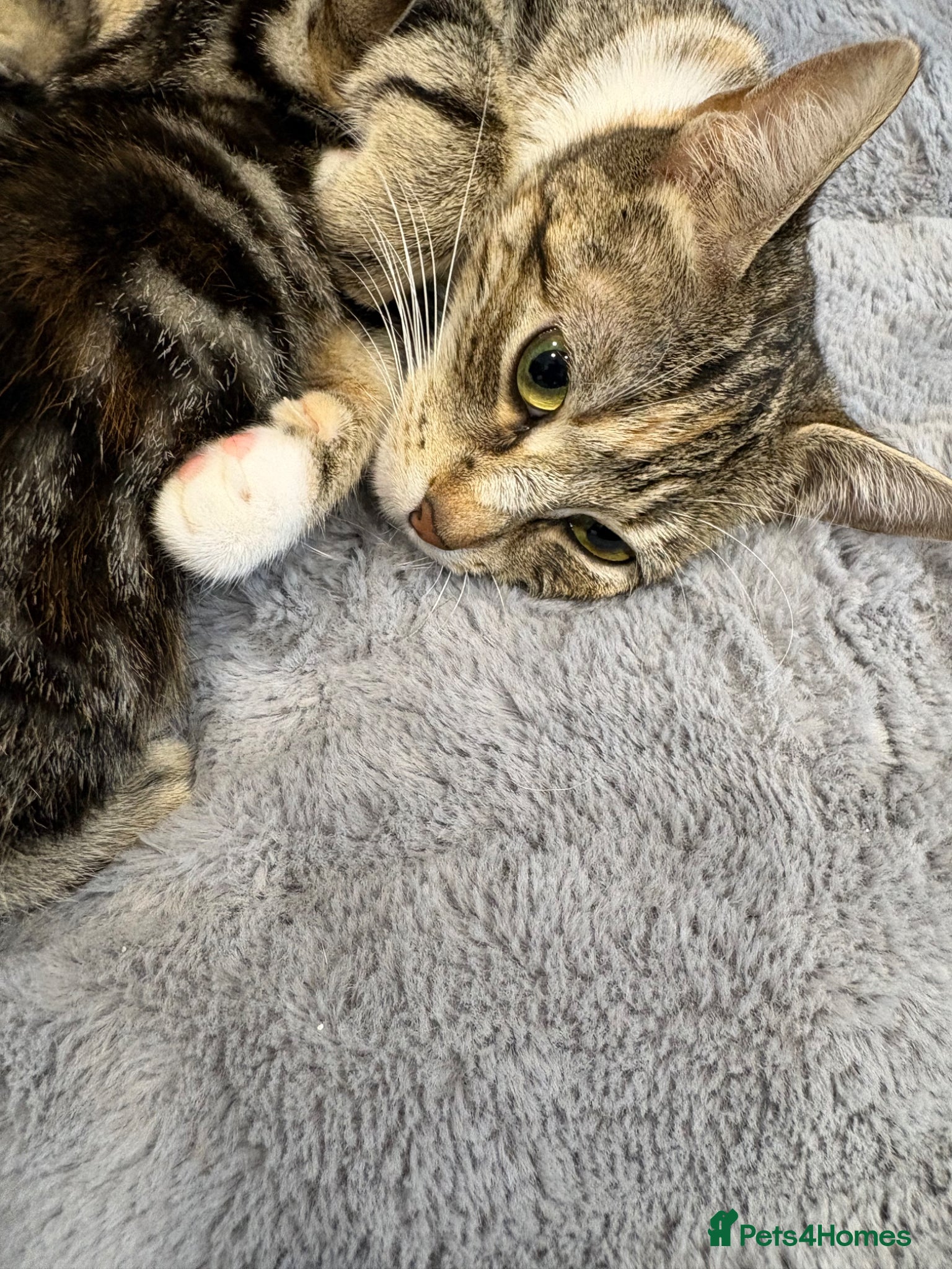 Mixed Breed cats Mixed breed kittens  - Advert 1