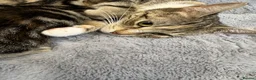 Mixed Breed cats for sale: Mixed breed kittens  in Colchester - Advert 1