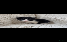 Mixed Breed cats for sale: Beautiful kittens For sale  - Image 18