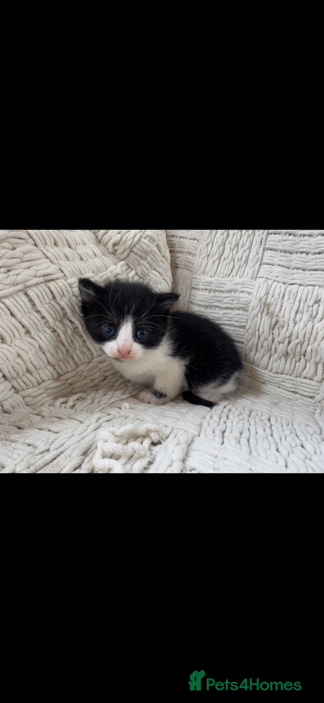 Mixed Breed cats for sale: Beautiful kittens For sale  - Image 18