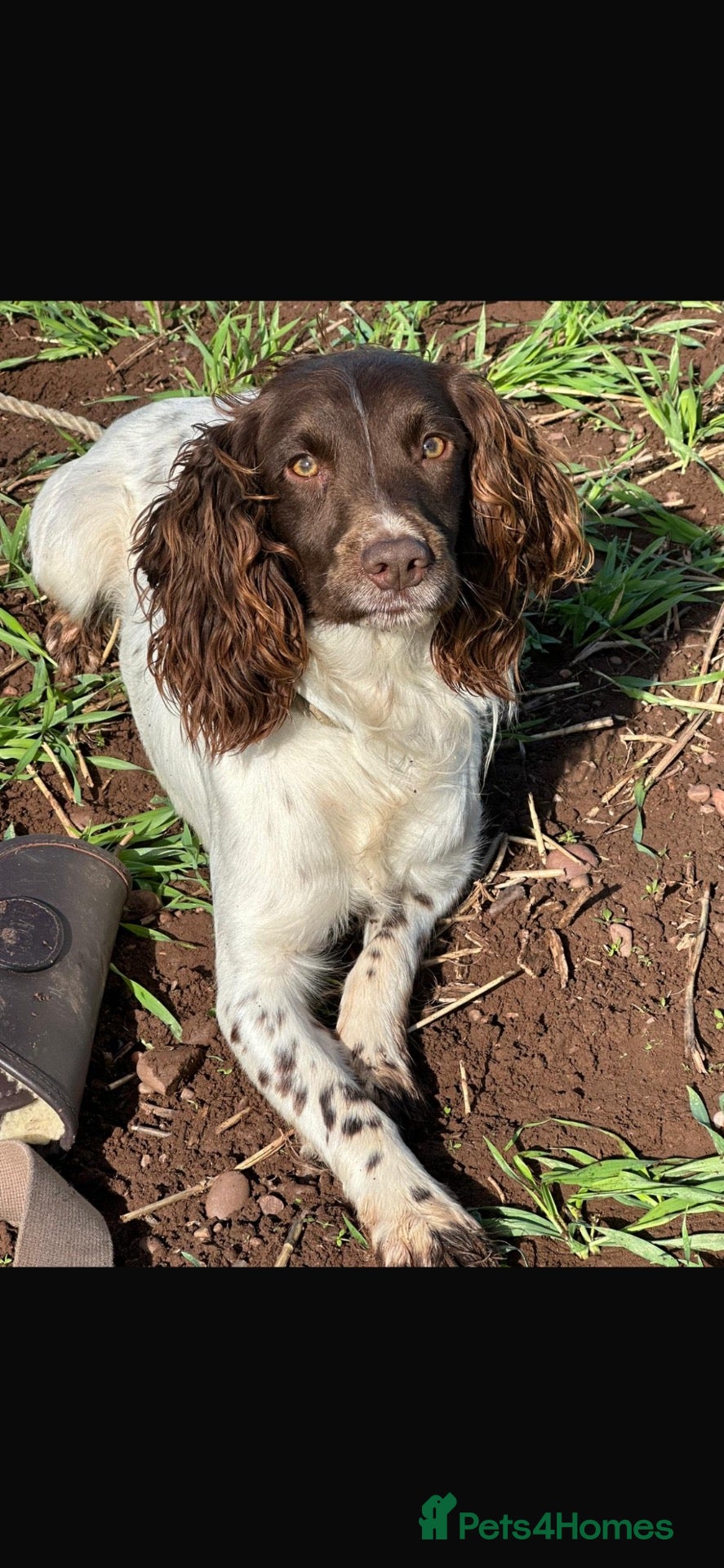 English Springer Spaniel dogs English springer spaniel male - Advert 6