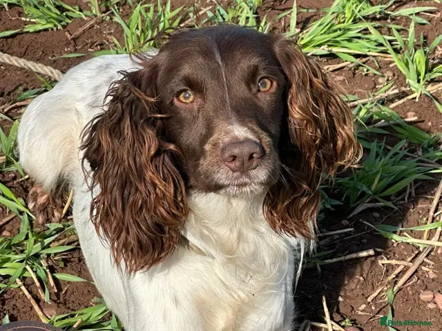 English Springer Spaniel dogs for sale: English springer spaniel male - Advert 11