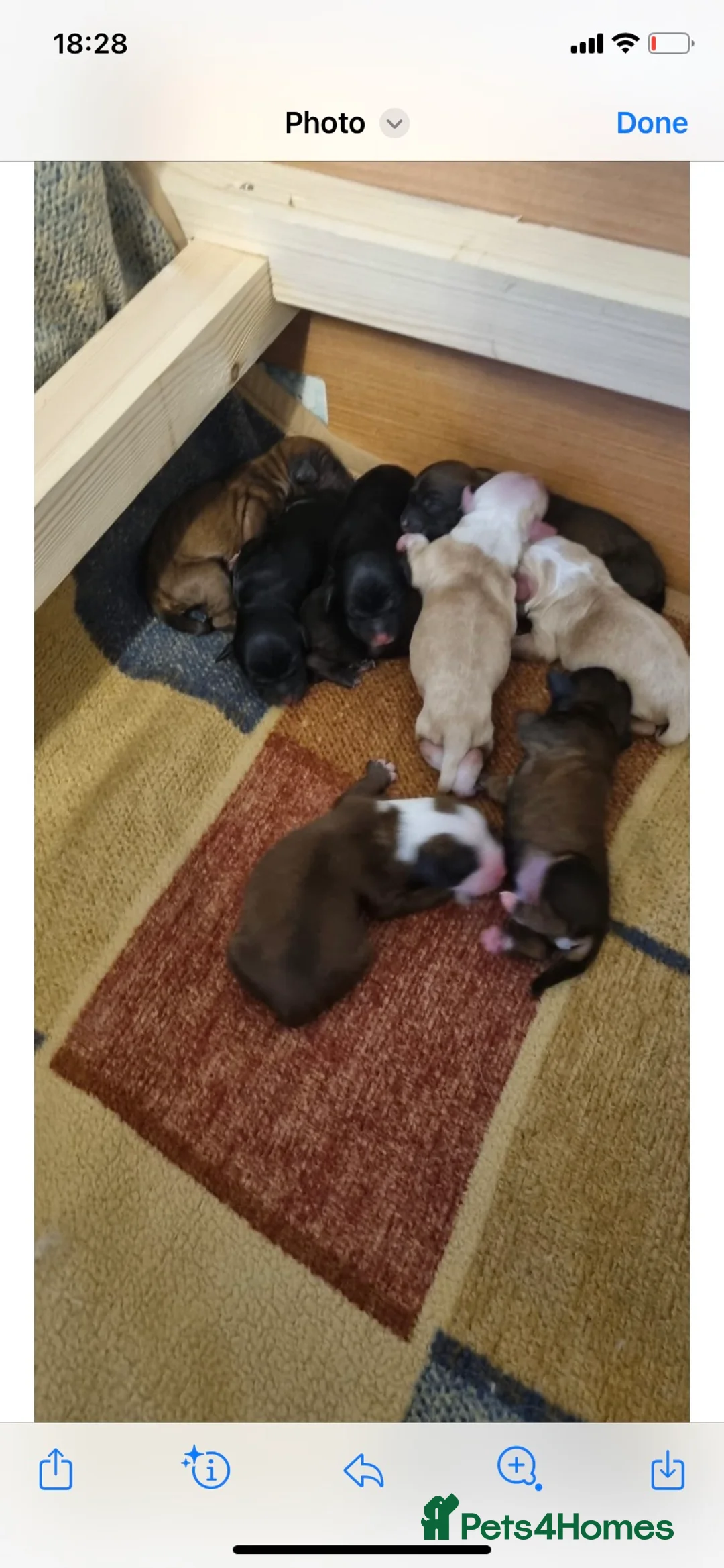 Tibetan Terrier dogs for stud: Excellent KC Reg Proven Tibetan Terrier for Stud in Oldham - Advert 15