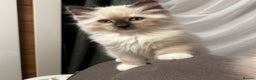 Ragdoll cats for sale: 😻Beautiful Purebred Ragdoll kittens 😻 - Advert 11