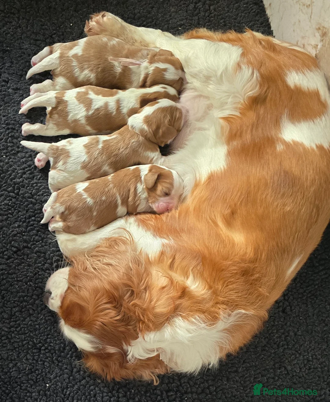 Cavalier King Charles Spaniel dogs for sale: Beautiful  Kc Cavalier  Puppies - Advert 1