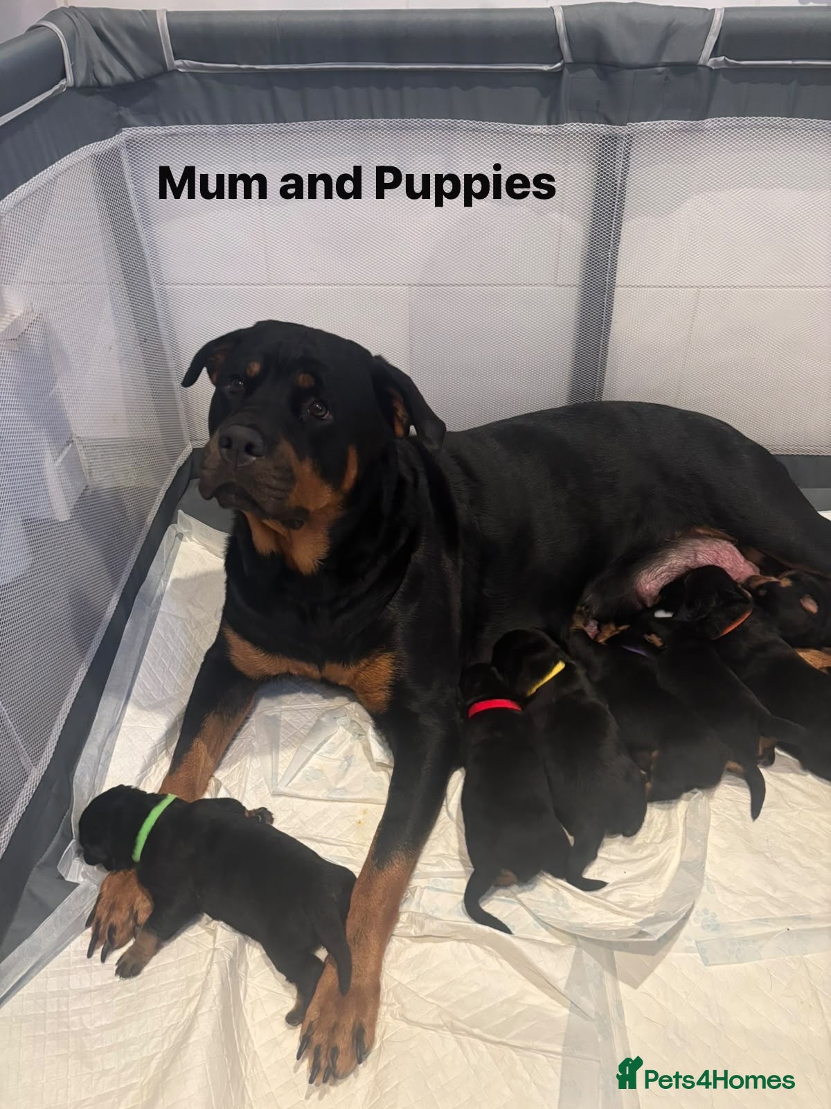 Rottweiler dogs Rottweiler Puppies  - Advert 2