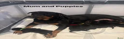 Rottweiler dogs for sale: Rottweiler Puppies  - Advert 3