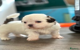 Shih Tzu dogs for sale: 4 Shih tzu girls  - Image 17