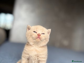 Scottish Fold cats Scottish Folder&Straight kittens soon available - Advert 2