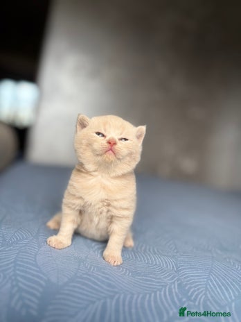 Scottish Fold cats Scottish Folder&Straight kittens soon available - Advert 1