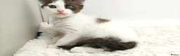 LaPerm cats for sale: Curly LaPerm kittens GCCF reg  - Advert 16
