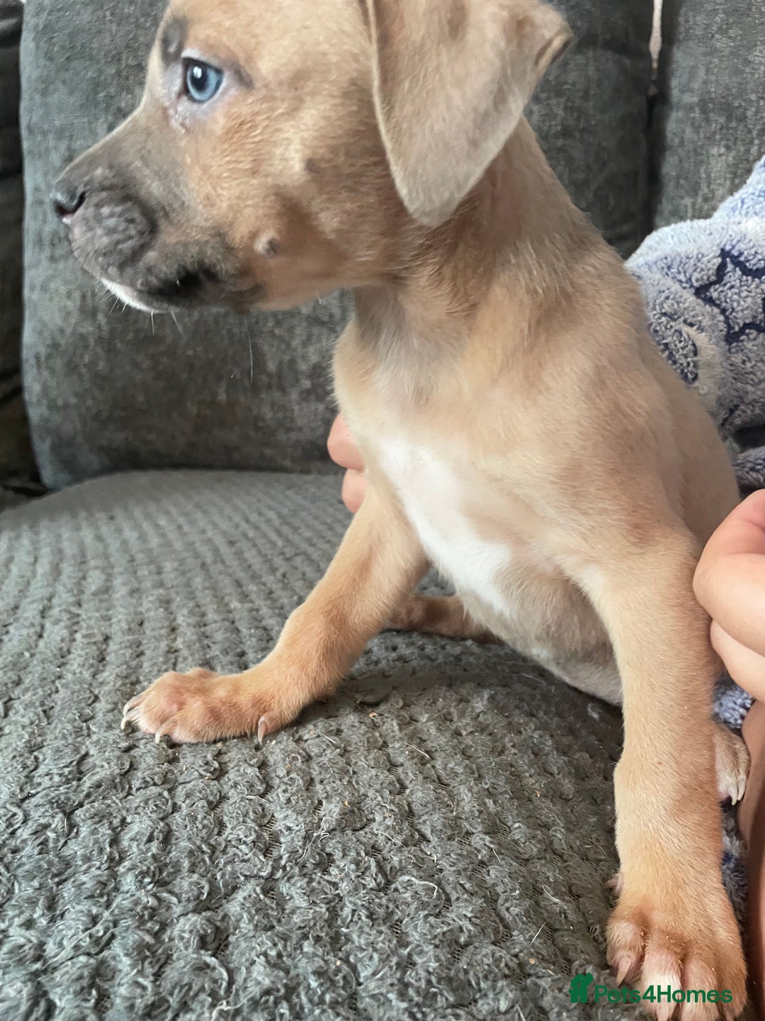 Mixed Breed dogs for sale: Presa canairo x American bulldog  - Image 13
