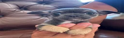 Chihuahua dogs for sale: 3 beautiful chihuahua pups - Advert 15
