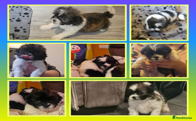 Shih Tzu dogs - Advert 4