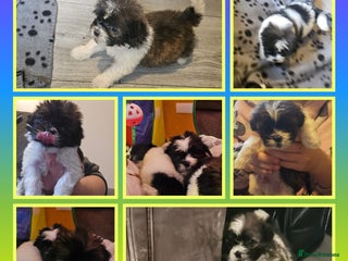 Shih Tzu dogs - Advert 26