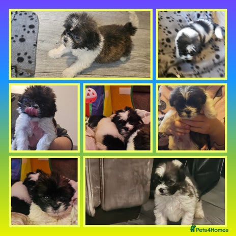 Shih Tzu dogs - Advert 3